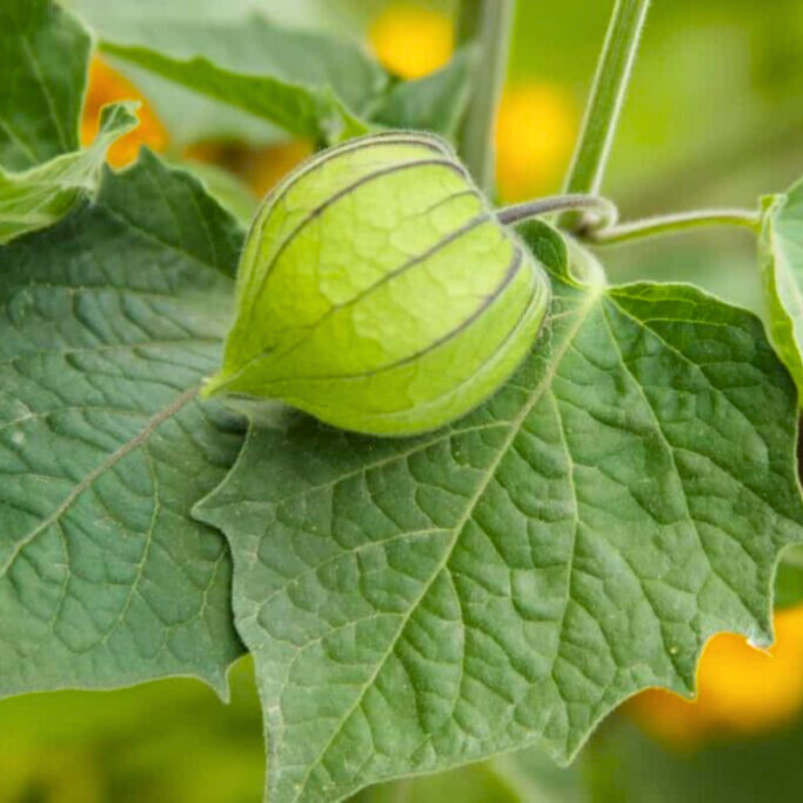 MR Golden Berry / Cape Gooseberry (Physalis peruviana) Rare Fruit Live Plant - view 5