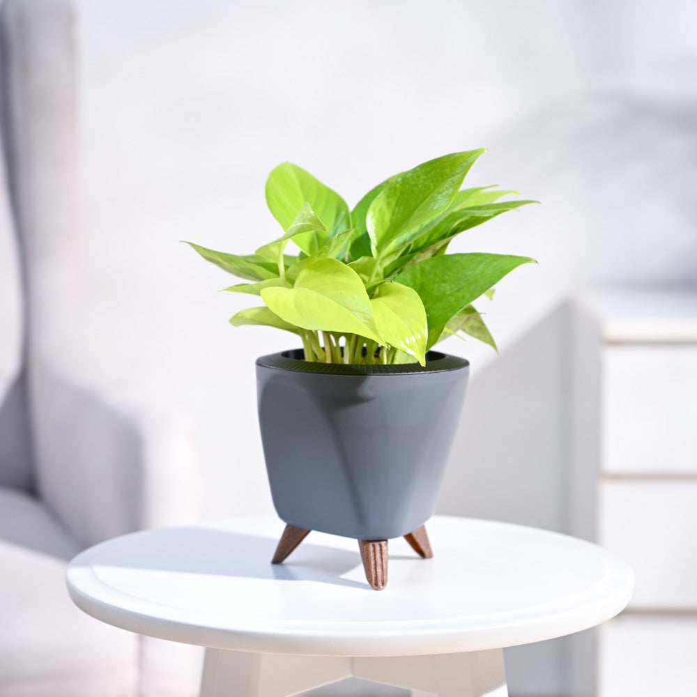 Ugaoo Money Plant Golden - view 73