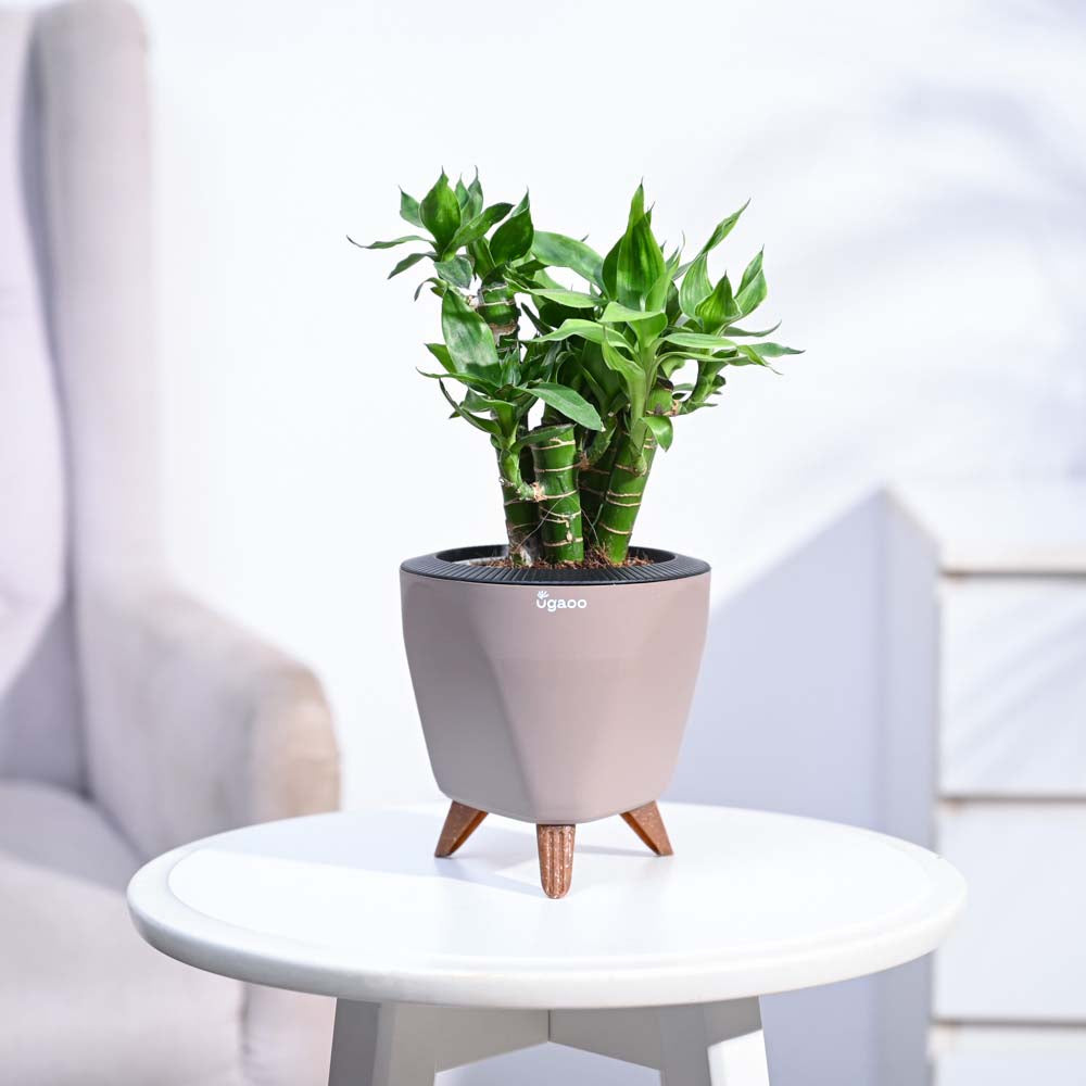 Ugaoo Lotus Lucky Bamboo 5 Sticks - view 106