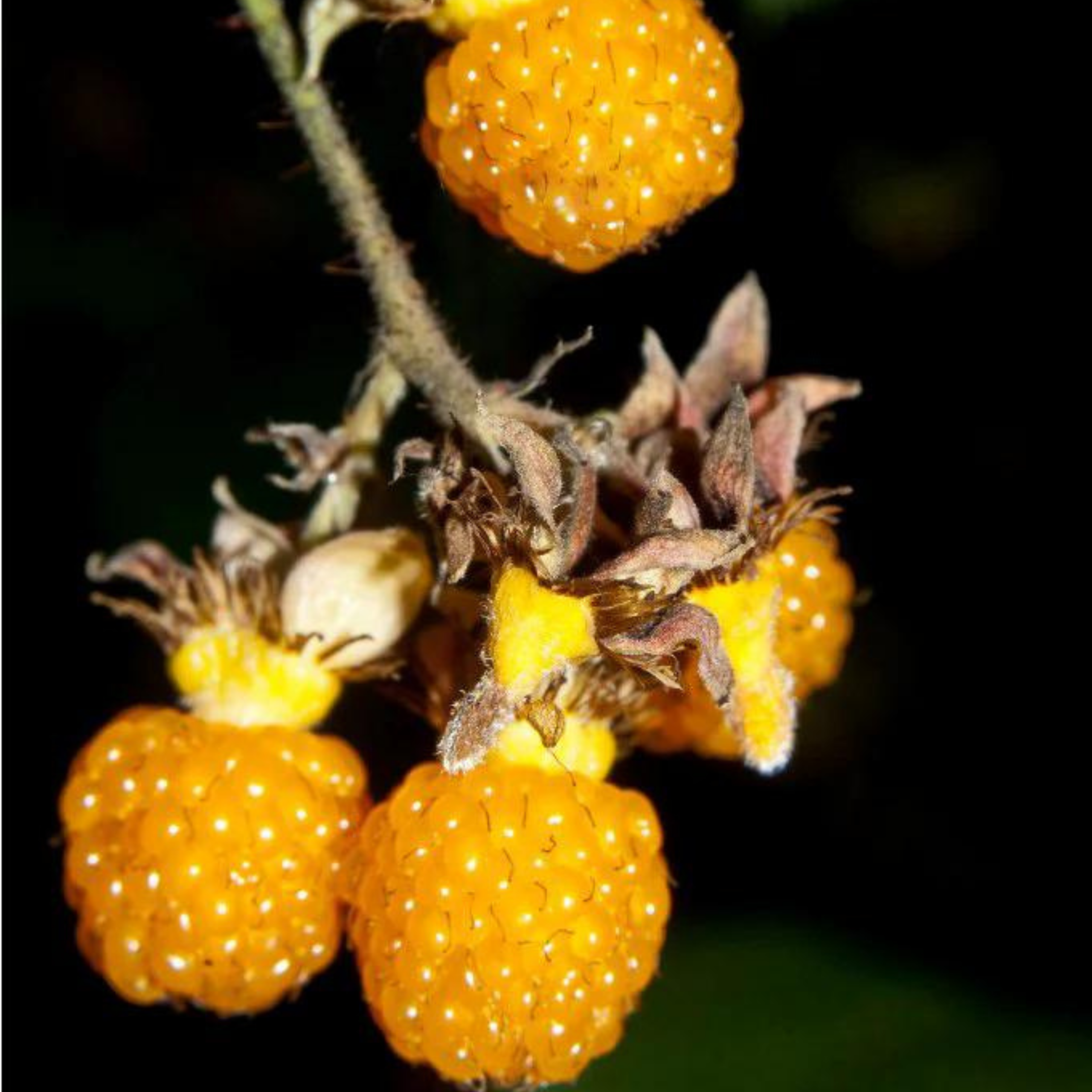 VL Yellow Himalayan Raspberry Live Plant (Rubus ellipticus) - view 5