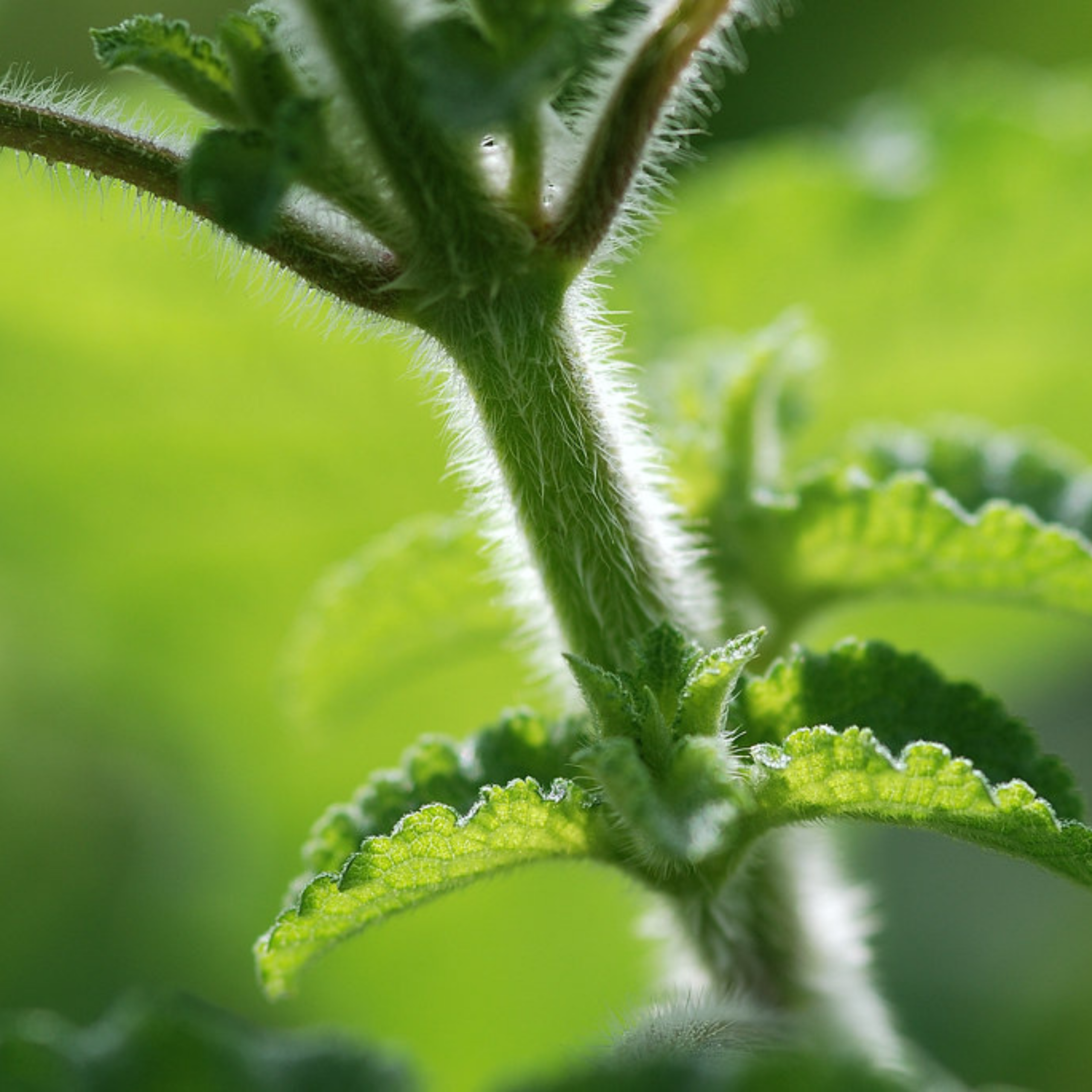 DZ kattu Tulsi / Wild Tulsi (Ocimum gratissimum) Medicinal Live Plant - view 3