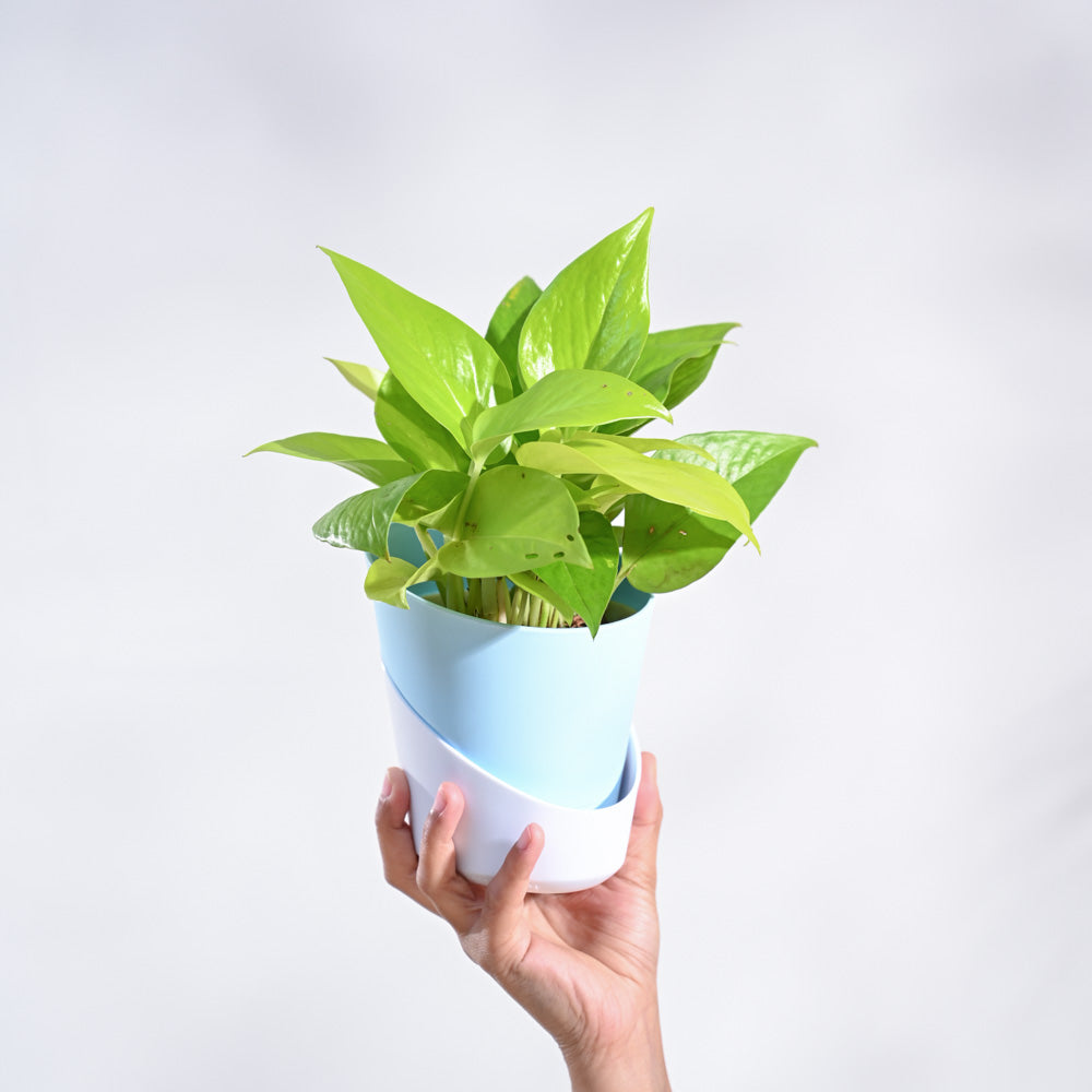 Ugaoo Money Plant Golden - view 137