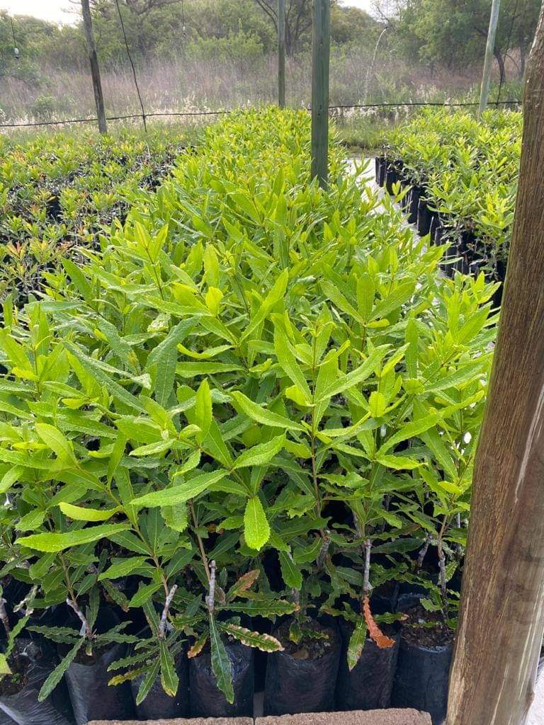 MR Macadamia Nut Fruit Live Plant - view 3