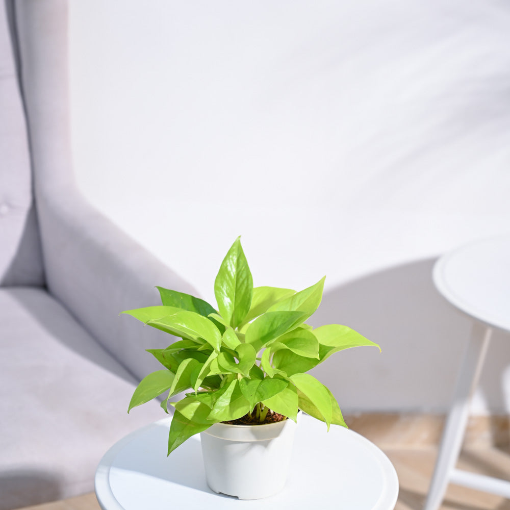 Ugaoo Money Plant Golden - view 153
