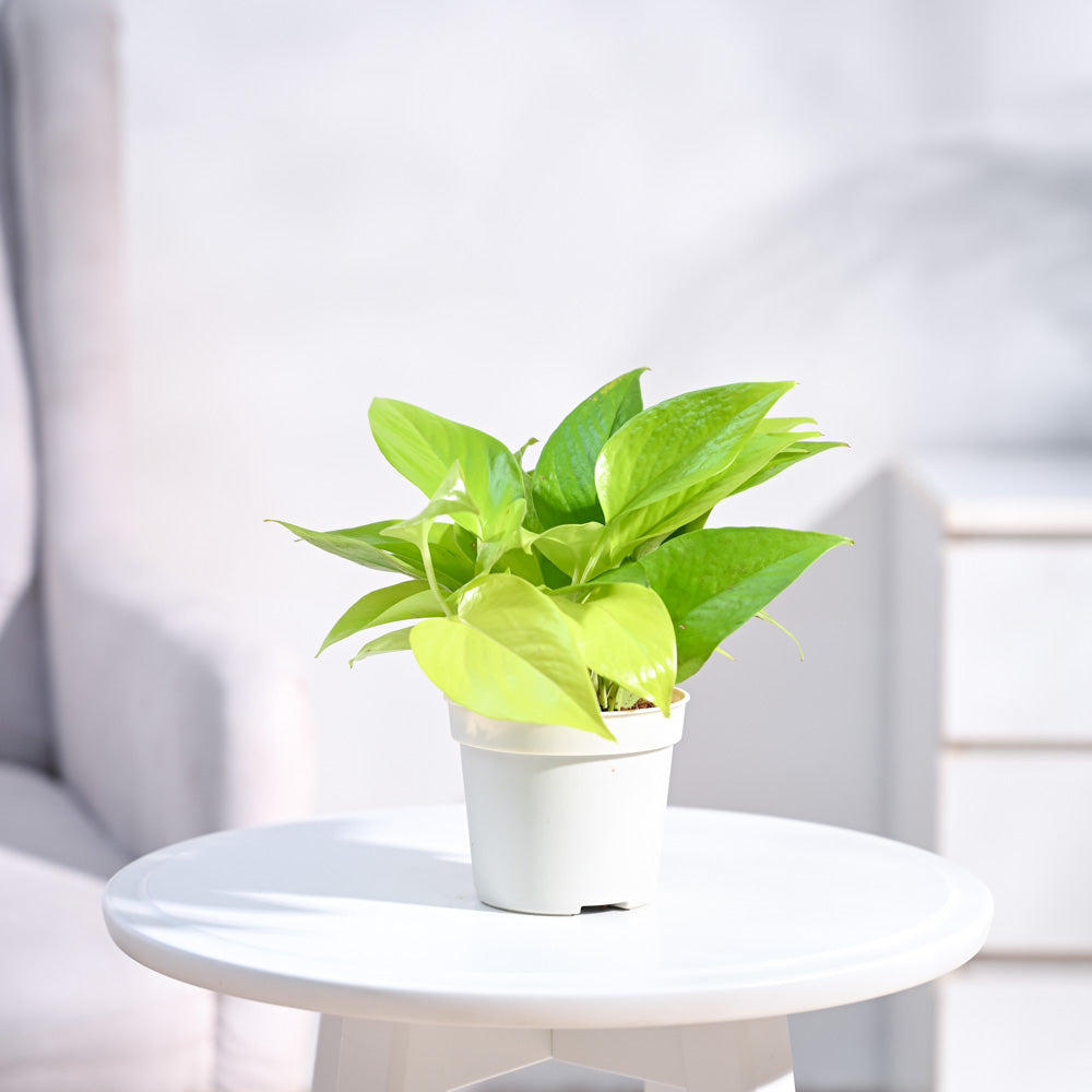 Ugaoo Money Plant Golden - view 2