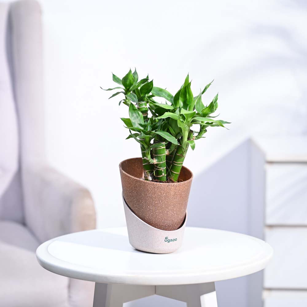 Ugaoo Lotus Lucky Bamboo 5 Sticks
