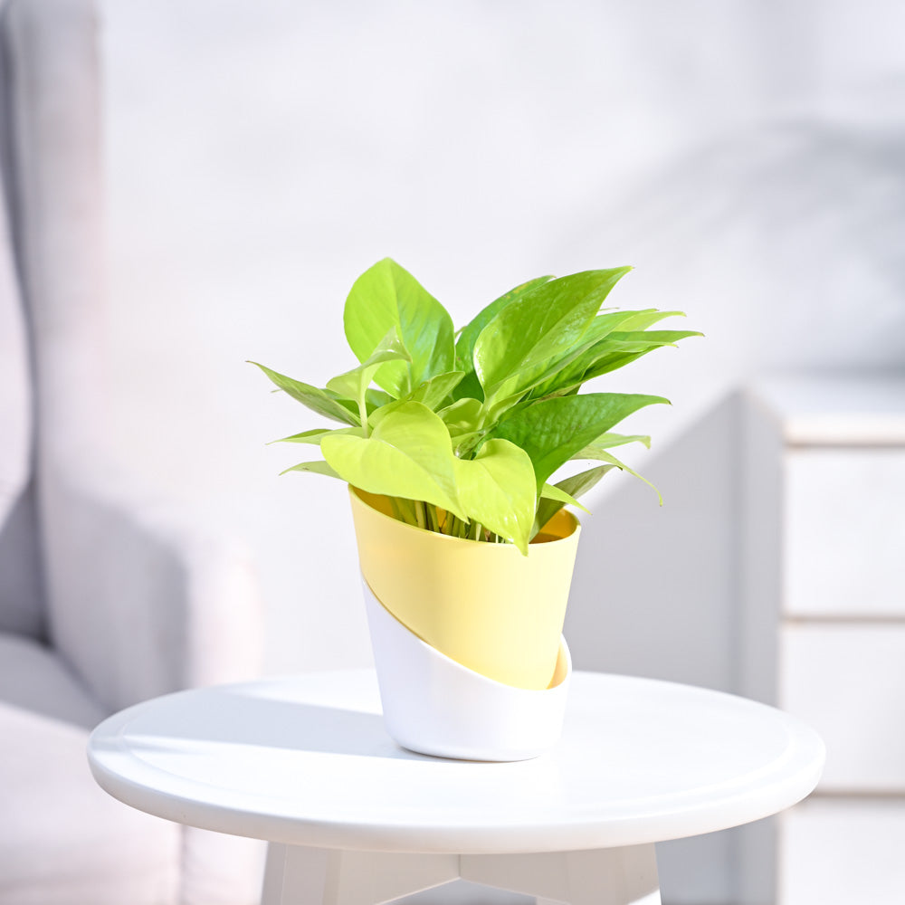 Ugaoo Money Plant Golden - view 21