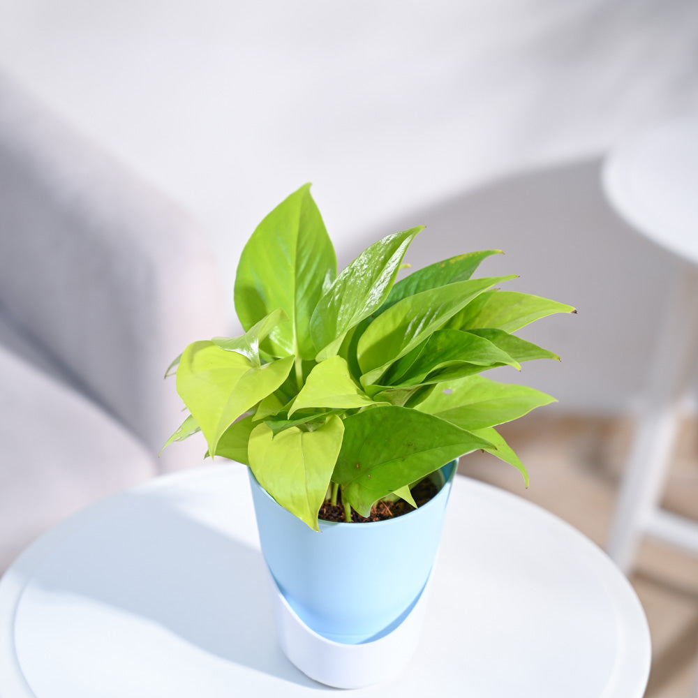Ugaoo Money Plant Golden - view 15
