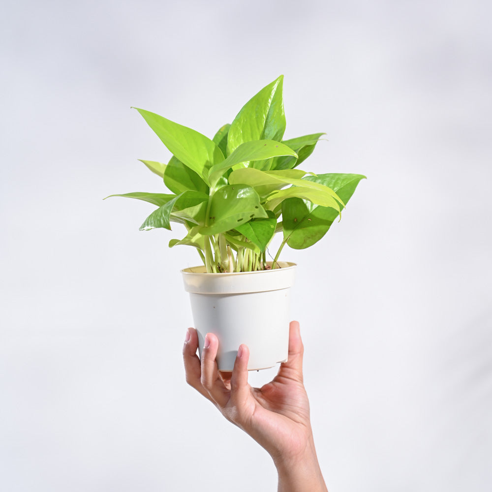 Ugaoo Money Plant Golden - view 9