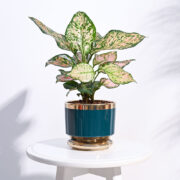 Ugaoo Aurelius Round Ceramic Pot