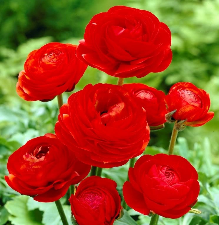Ugaoo Ranunculus Red Bulbs - view 2