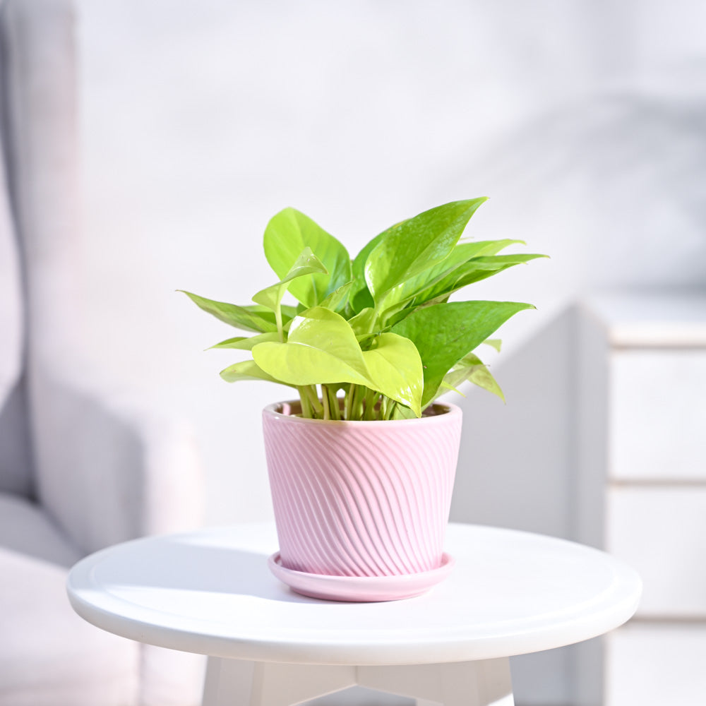 Ugaoo Money Plant Golden - view 52
