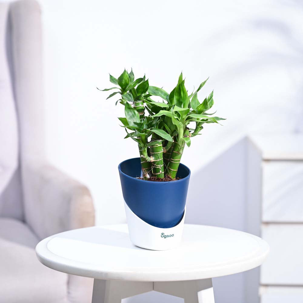 Ugaoo Lotus Lucky Bamboo 5 Sticks - view 64