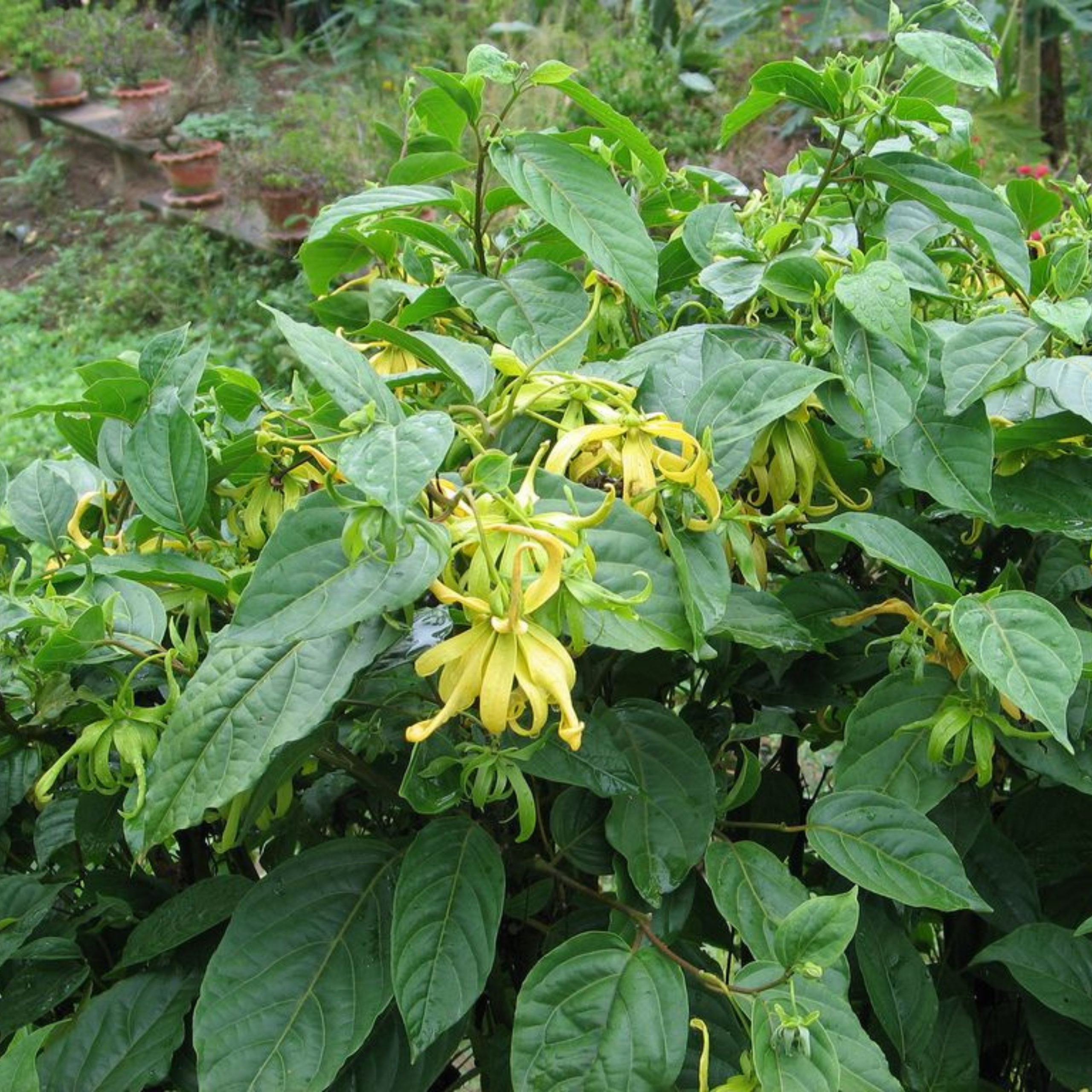 MR Langi Langi / Ylang Ylang (Cananga odorata) Rare Highly Fragrant Flowering Live Plant - view 7