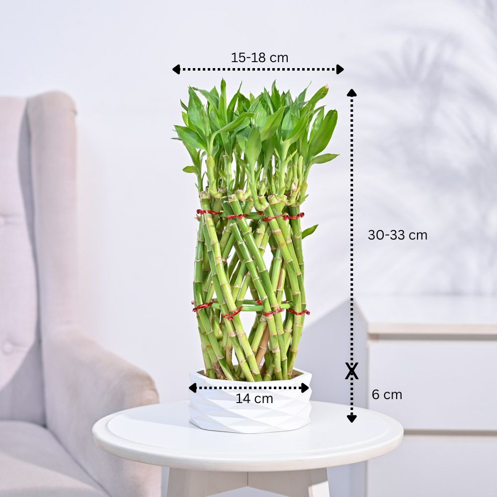 Ugaoo Pineapple Lucky Bamboo Plant - view 6