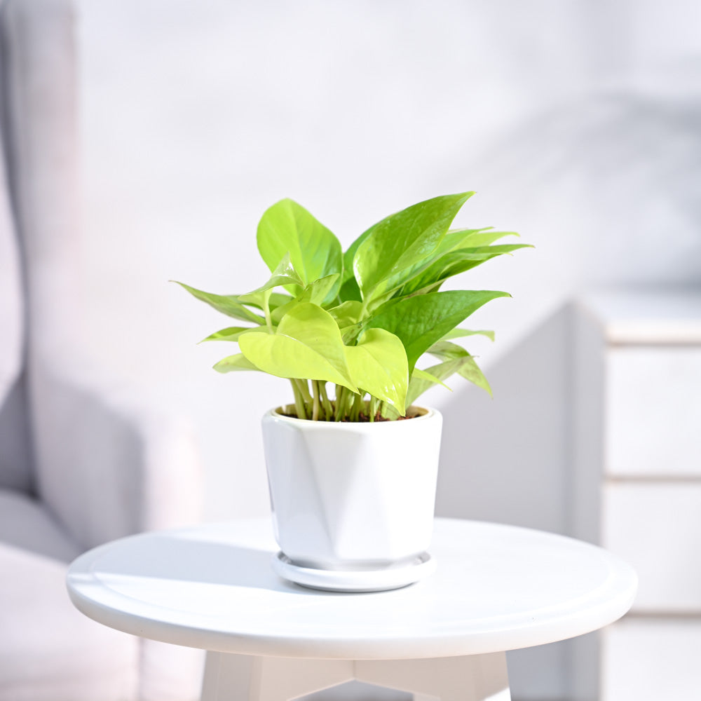 Ugaoo Money Plant Golden - view 134