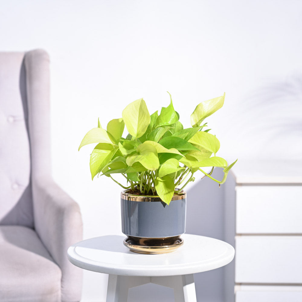 Ugaoo Money Plant Golden - view 150