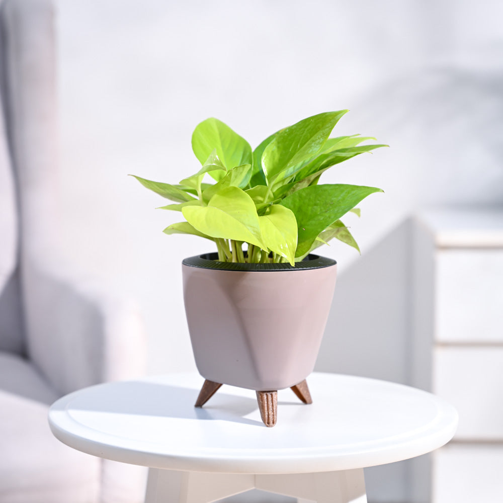 Ugaoo Money Plant Golden - view 75