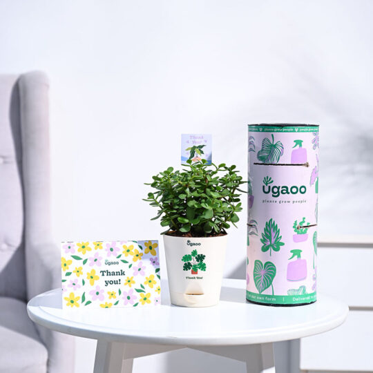 Ugaoo Jade Mini Thank you Gift Hamper - view 2