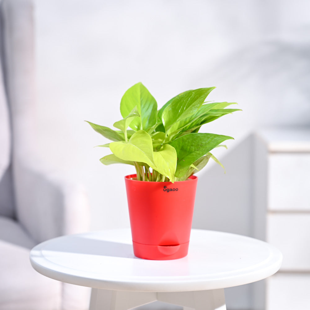 Ugaoo Money Plant Golden - view 56