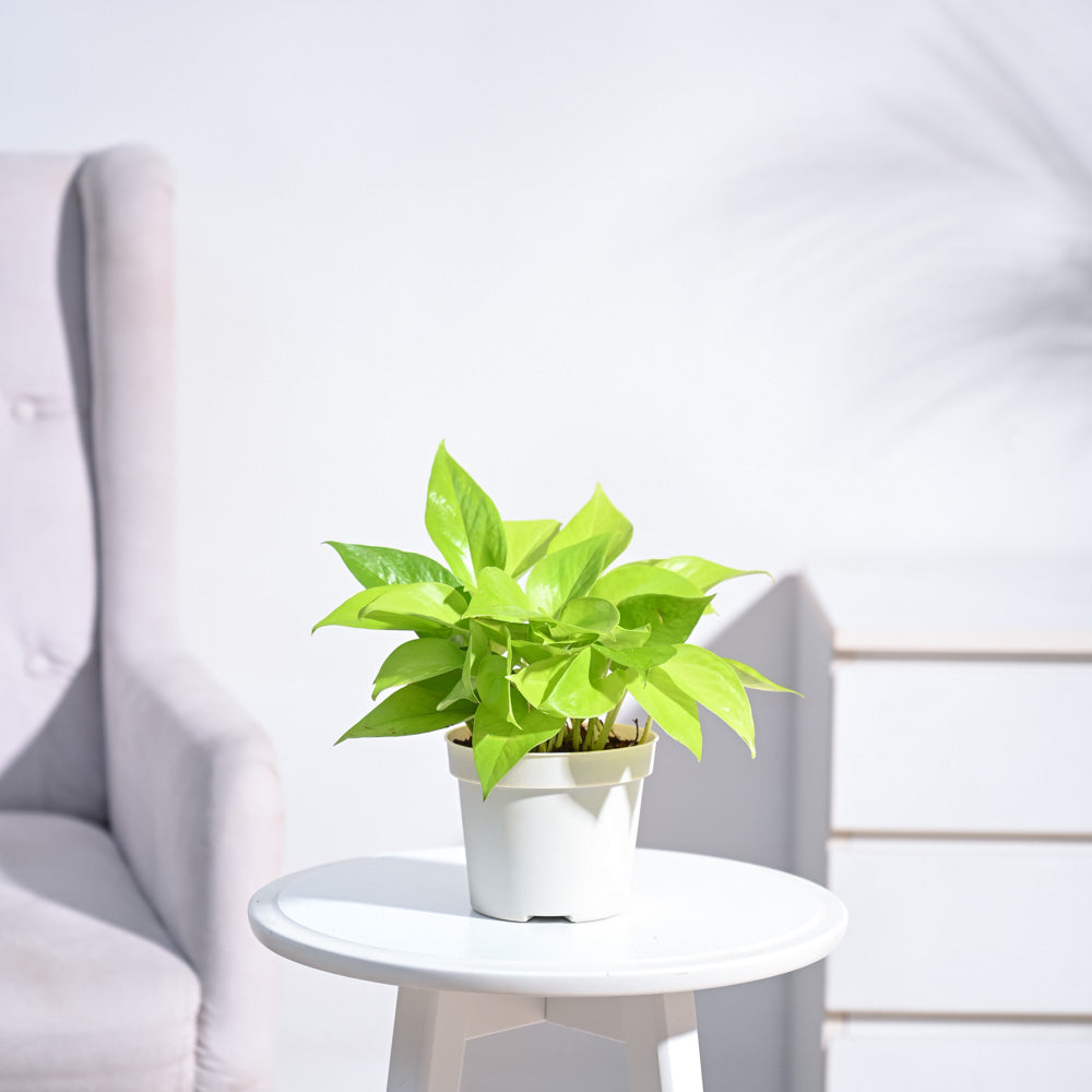 Ugaoo Money Plant Golden - view 89