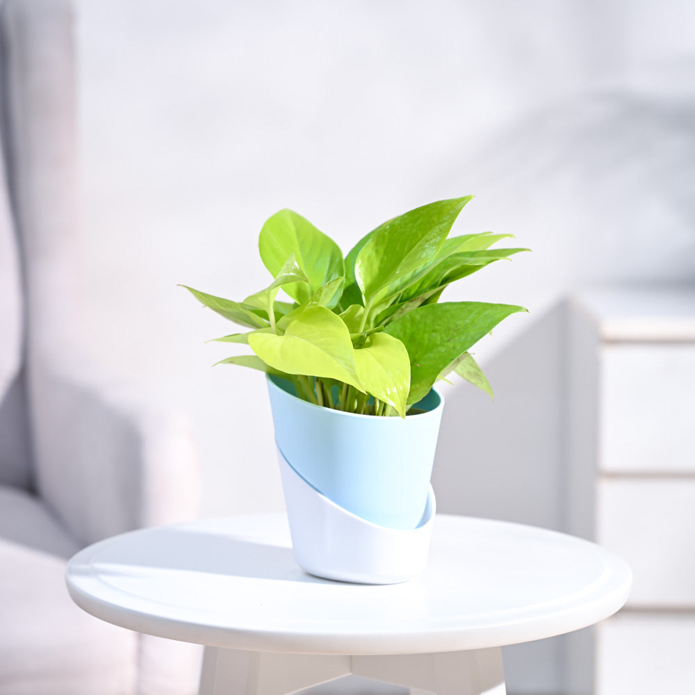 Ugaoo Money Plant Golden - view 10