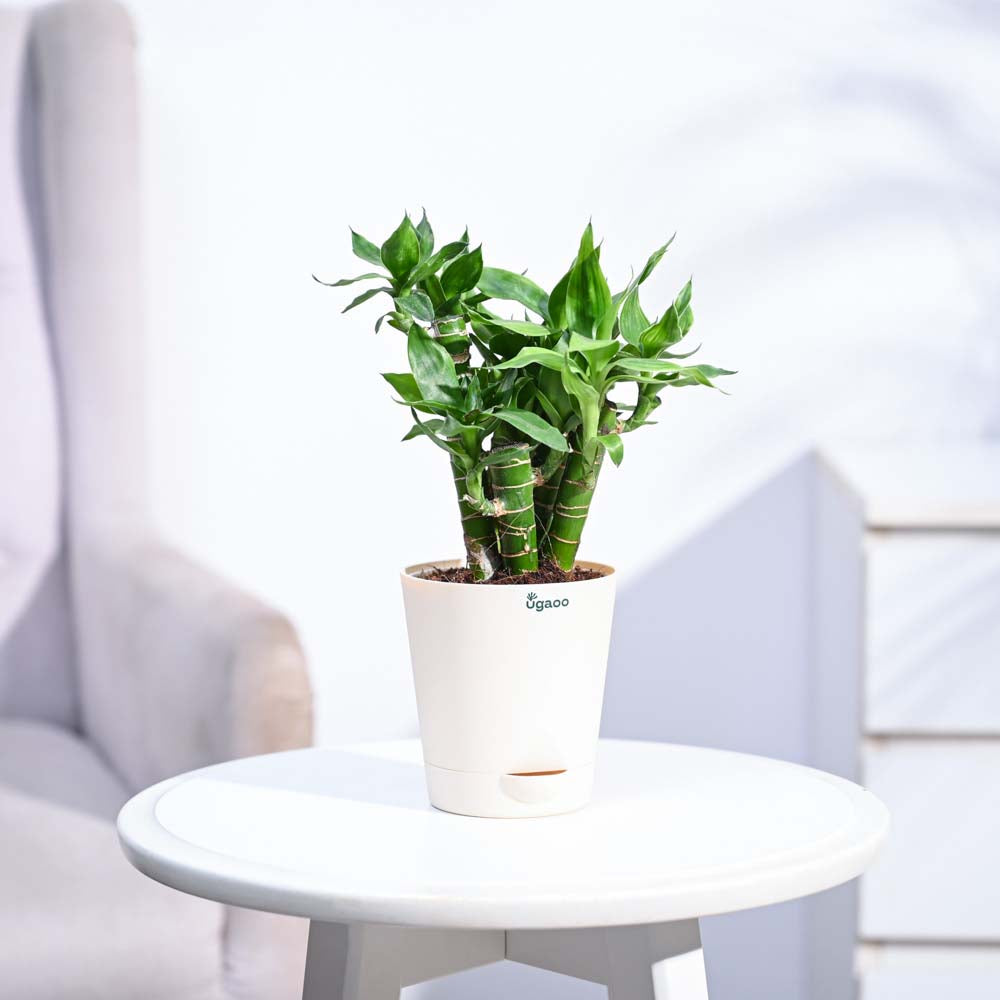 Ugaoo Lotus Lucky Bamboo 5 Sticks - view 9
