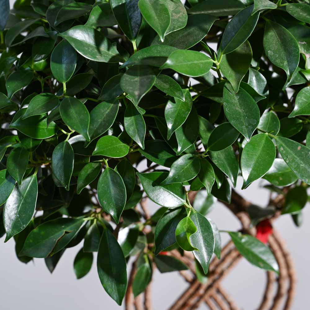 Ugaoo Ficus Netted Microcarpa - view 6