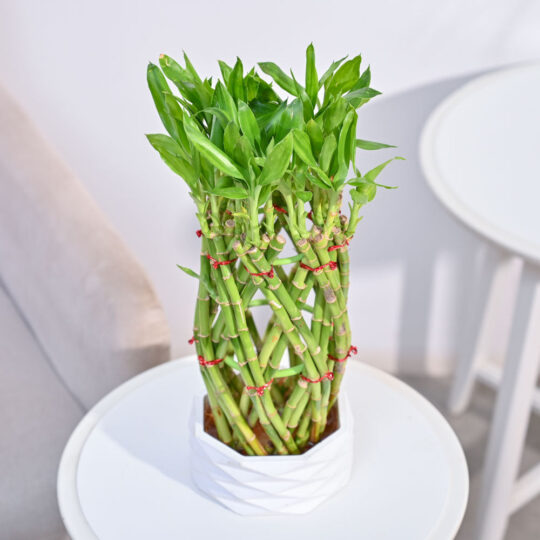 Ugaoo Pineapple Lucky Bamboo Plant - view 2