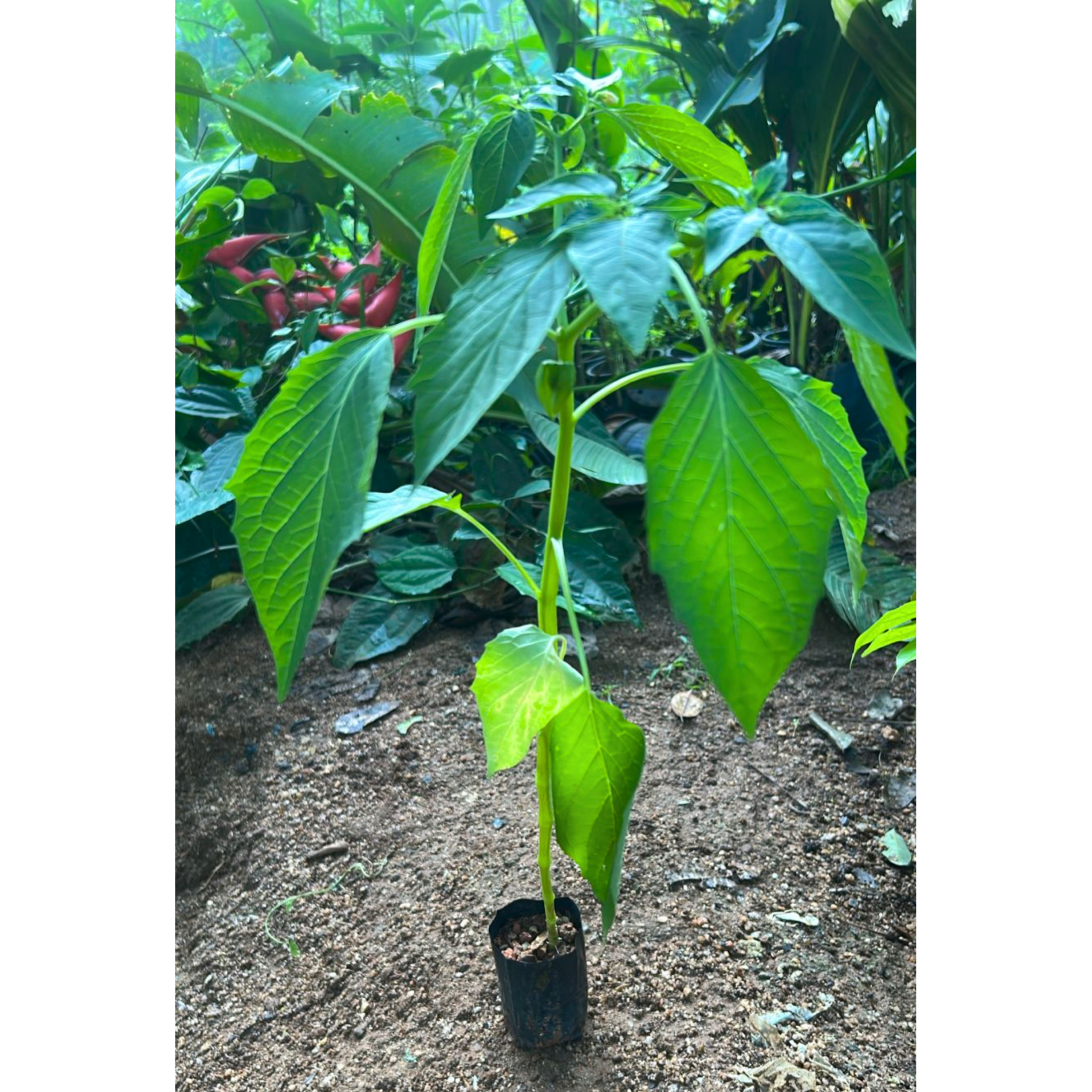 MR Golden Berry / Cape Gooseberry (Physalis peruviana) Rare Fruit Live Plant - view 2