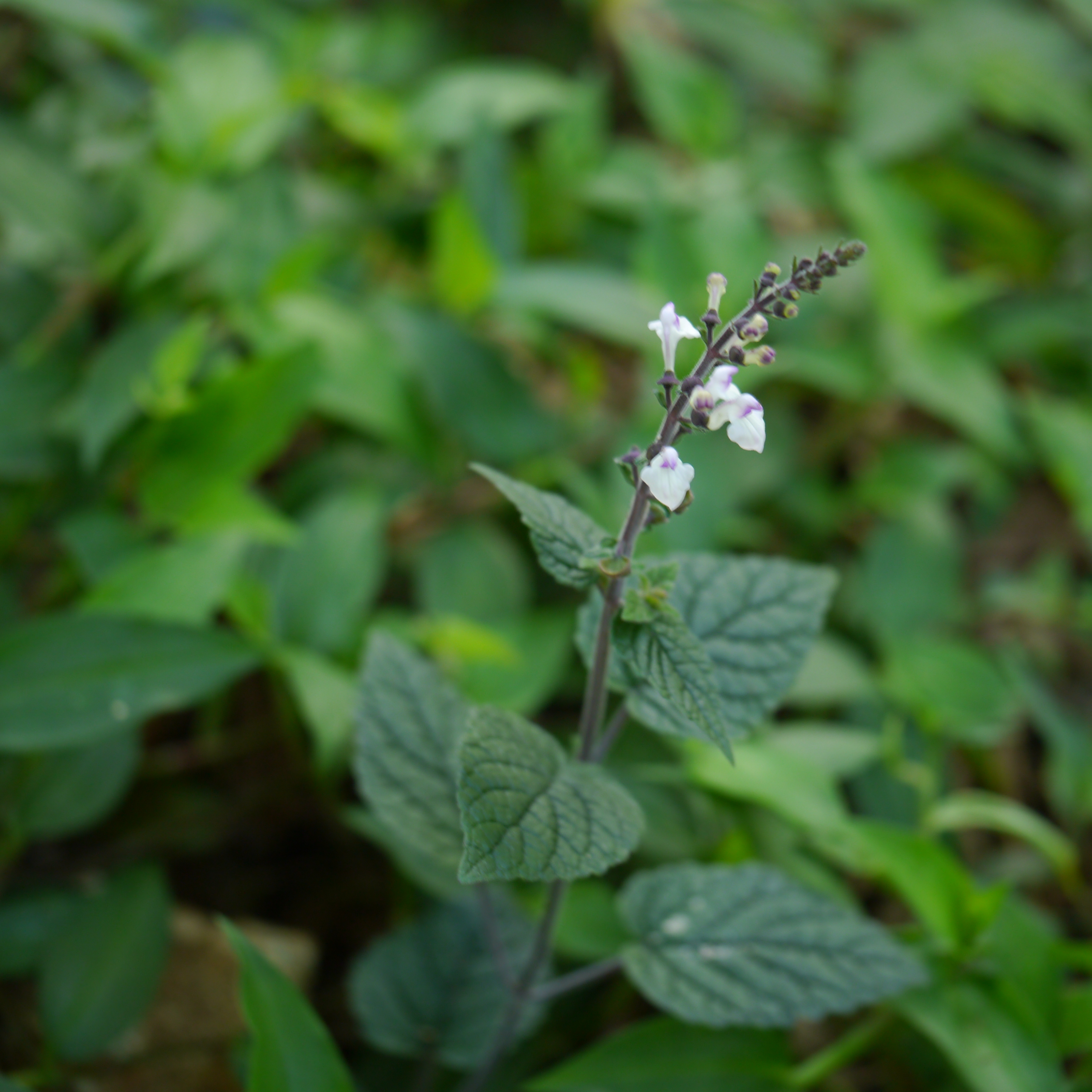 DZ kattu Tulsi / Wild Tulsi (Ocimum gratissimum) Medicinal Live Plant - view 4