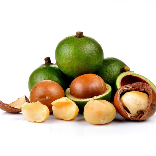 MR Macadamia Nut Fruit Live Plant - view 4