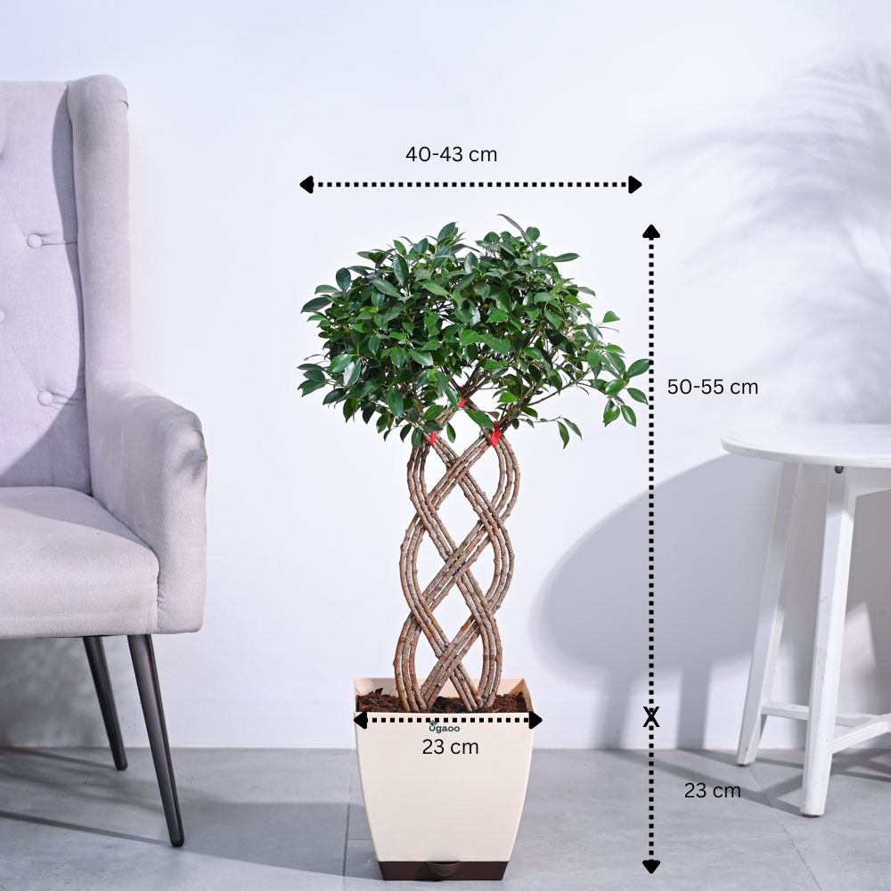 Ugaoo Ficus Netted Microcarpa - view 4