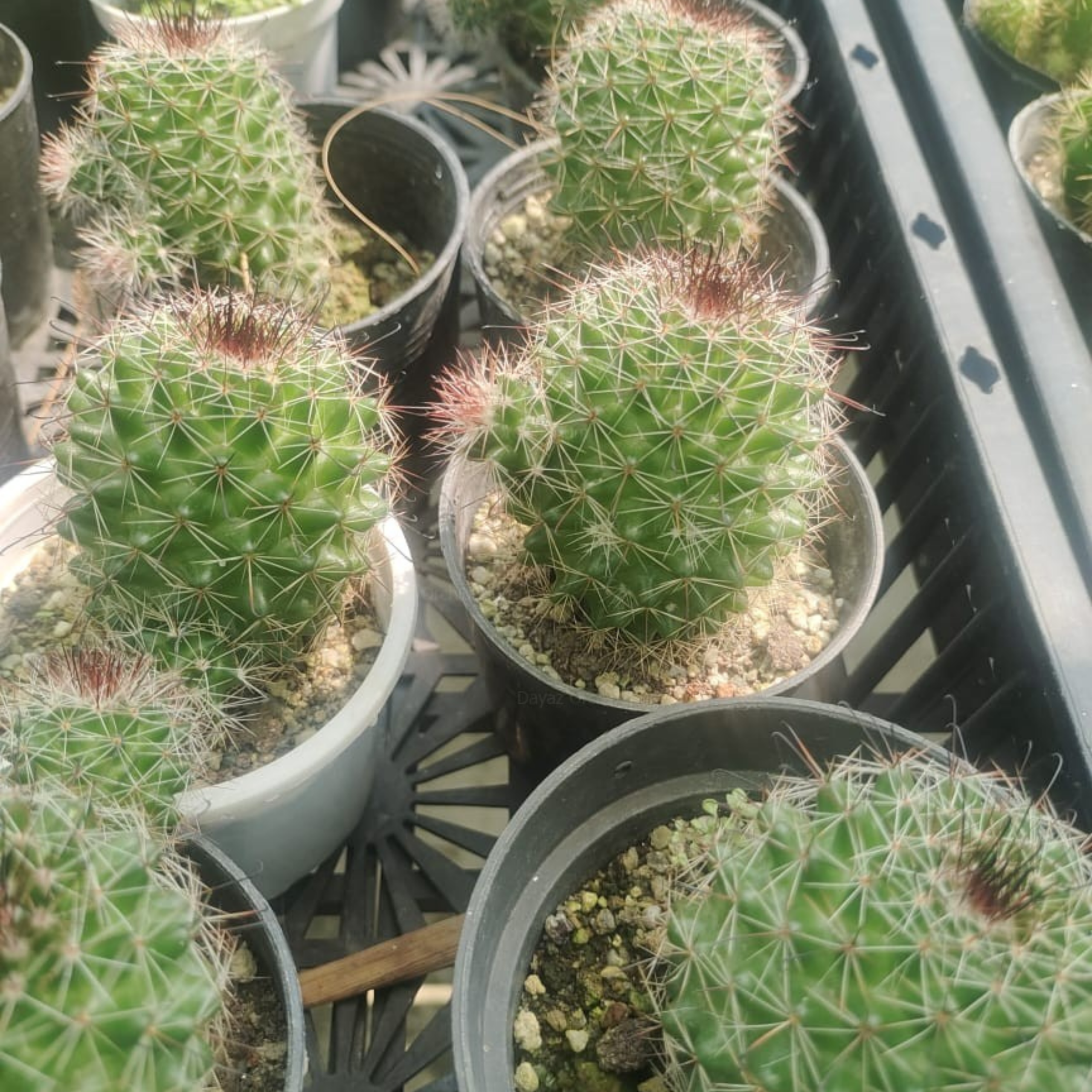 DZ Mammillaria Zeilmanniana Cactus - view 2