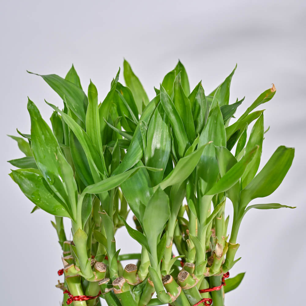 Ugaoo Pineapple Lucky Bamboo Plant - view 4