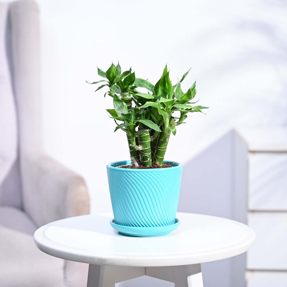 Ugaoo Lotus Lucky Bamboo 5 Sticks - view 183