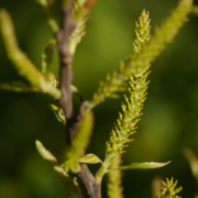 MR Indian Willow (Salix tetrasperma) Medicinal Live Plant
