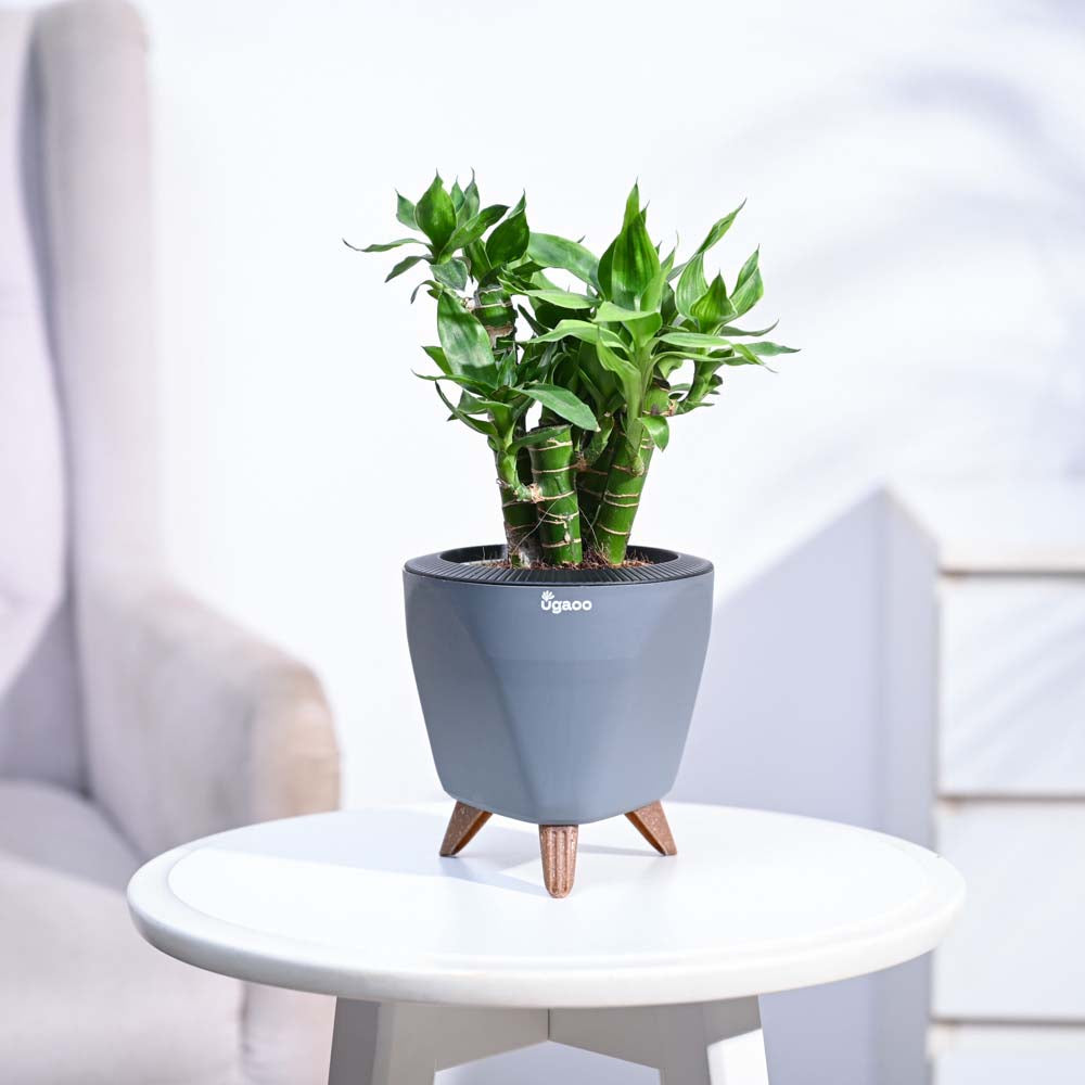 Ugaoo Lotus Lucky Bamboo 5 Sticks - view 99