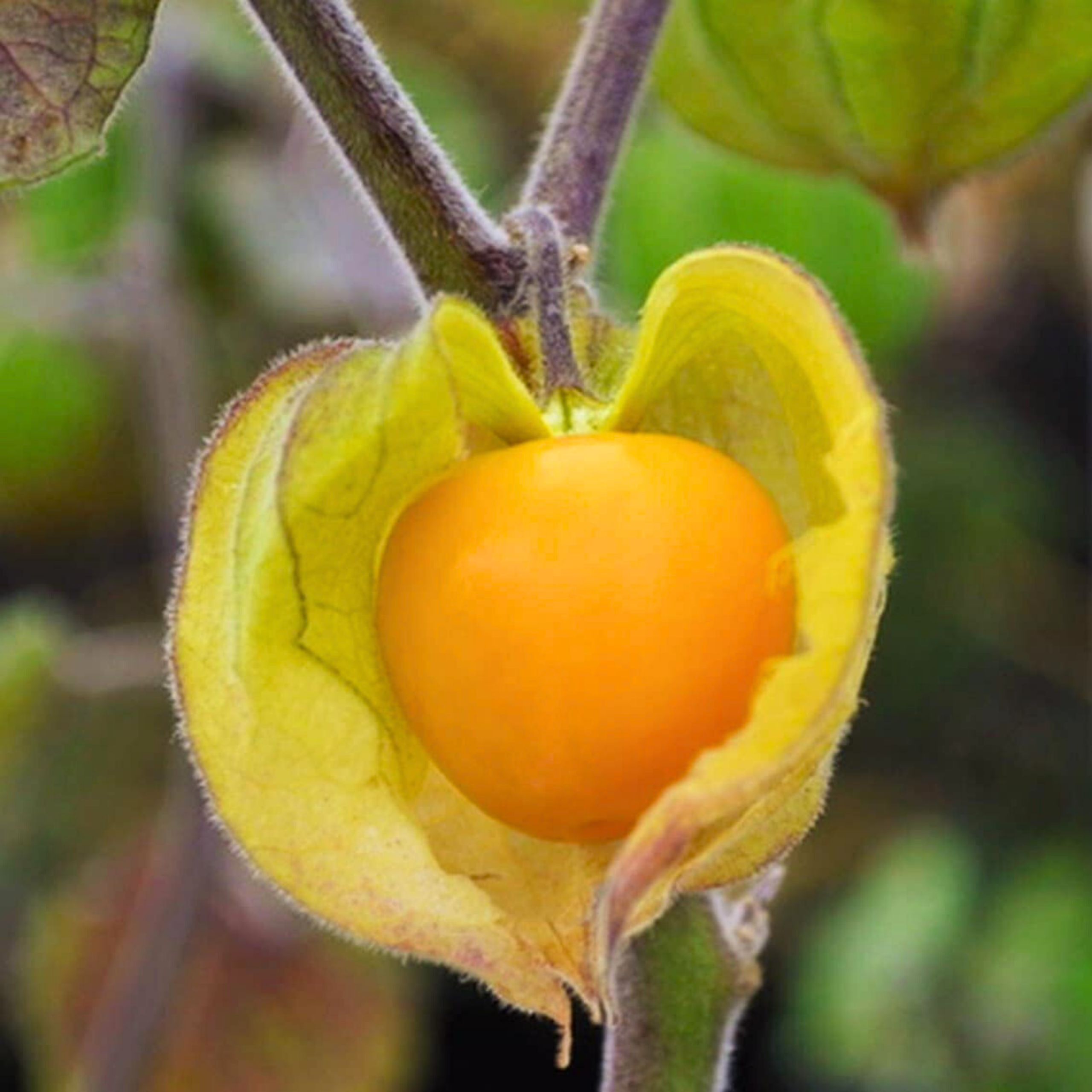 MR Golden Berry / Cape Gooseberry (Physalis peruviana) Rare Fruit Live Plant - view 3