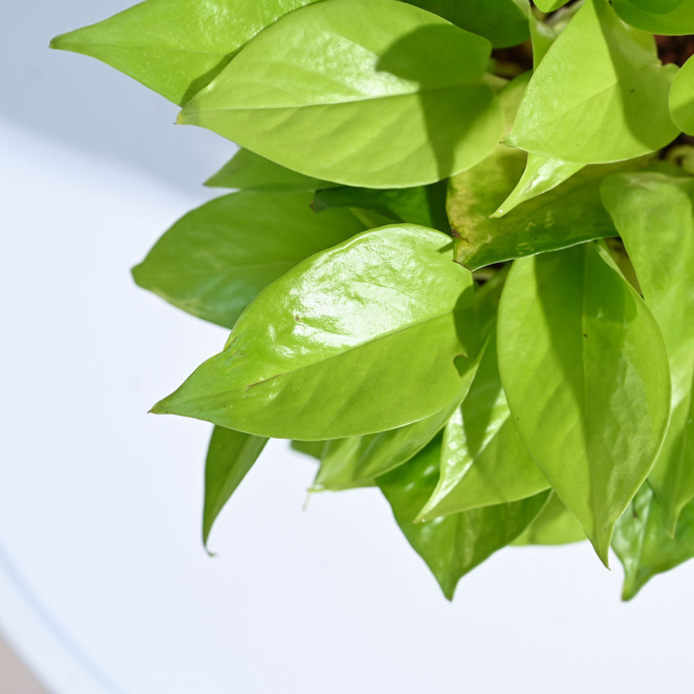 Ugaoo Money Plant Golden - view 90