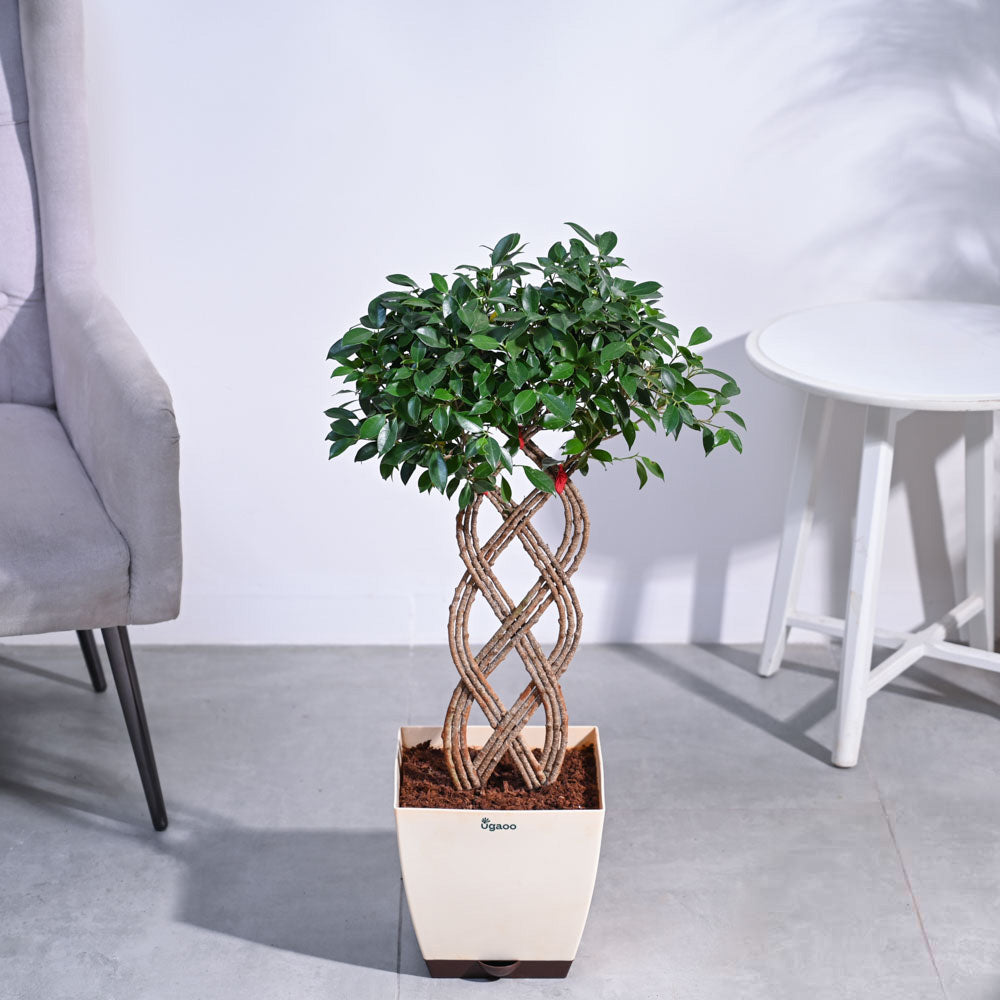Ugaoo Ficus Netted Microcarpa - view 7
