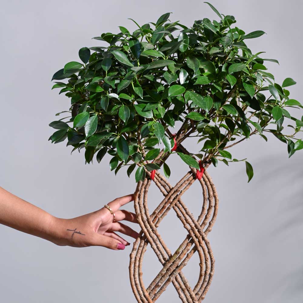 Ugaoo Ficus Netted Microcarpa - view 3