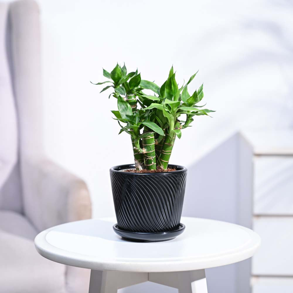 Ugaoo Lotus Lucky Bamboo 5 Sticks - view 162