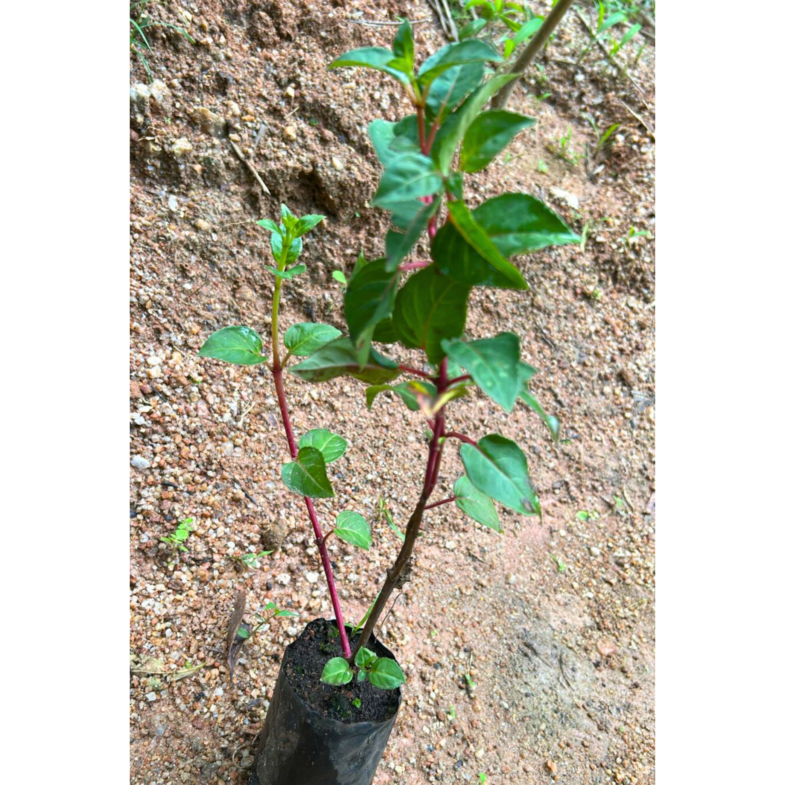 MR Fuchsia Magenta (Fuchsia magellanica) Rare All Time Flowering Live Plant - view 3