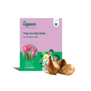 Ugaoo Tulip Van Eijk Bulbs
