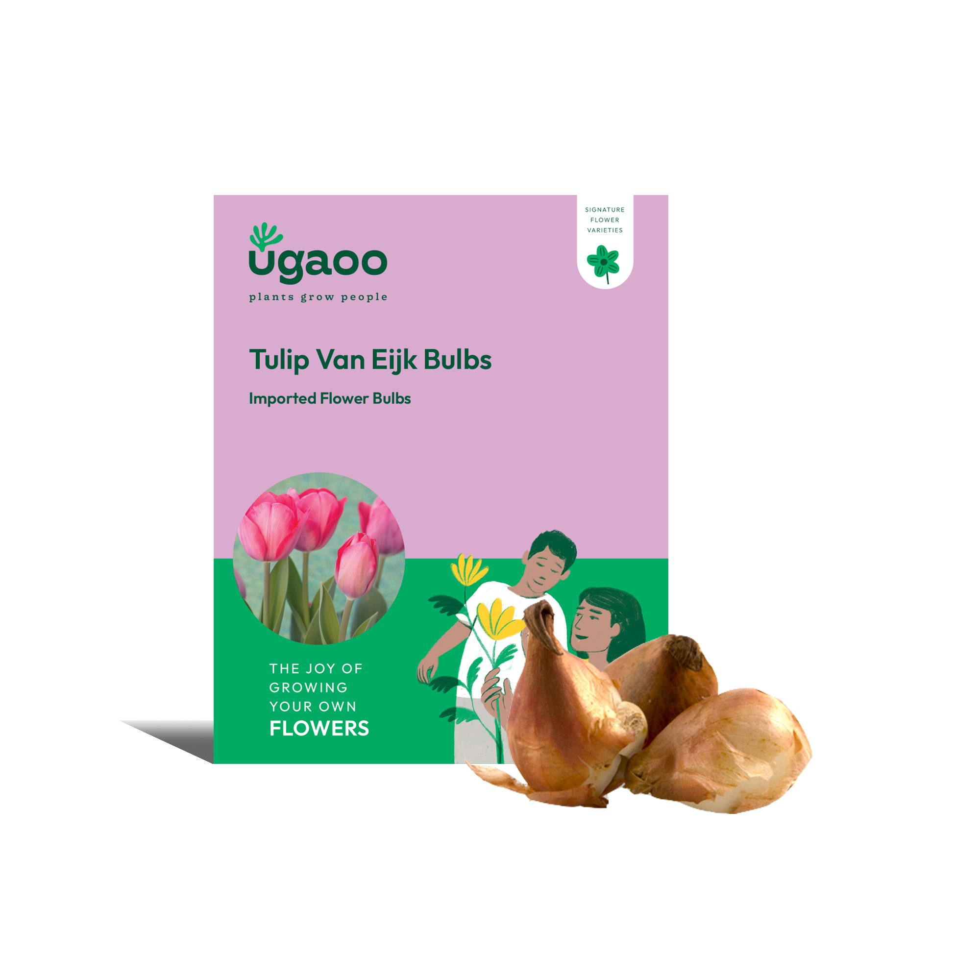 Ugaoo Tulip Van Eijk Bulbs