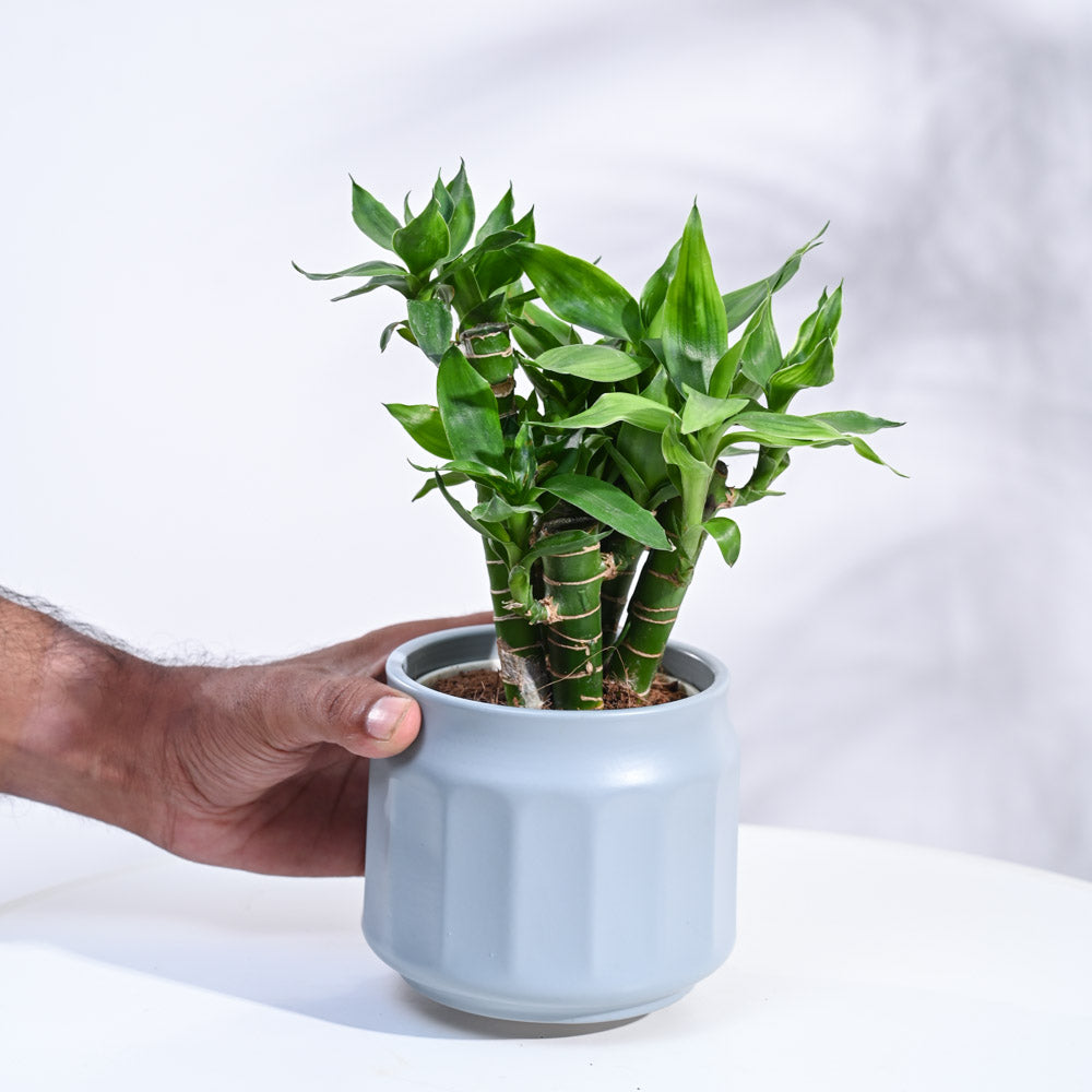 Ugaoo Lotus Lucky Bamboo 5 Sticks - view 142