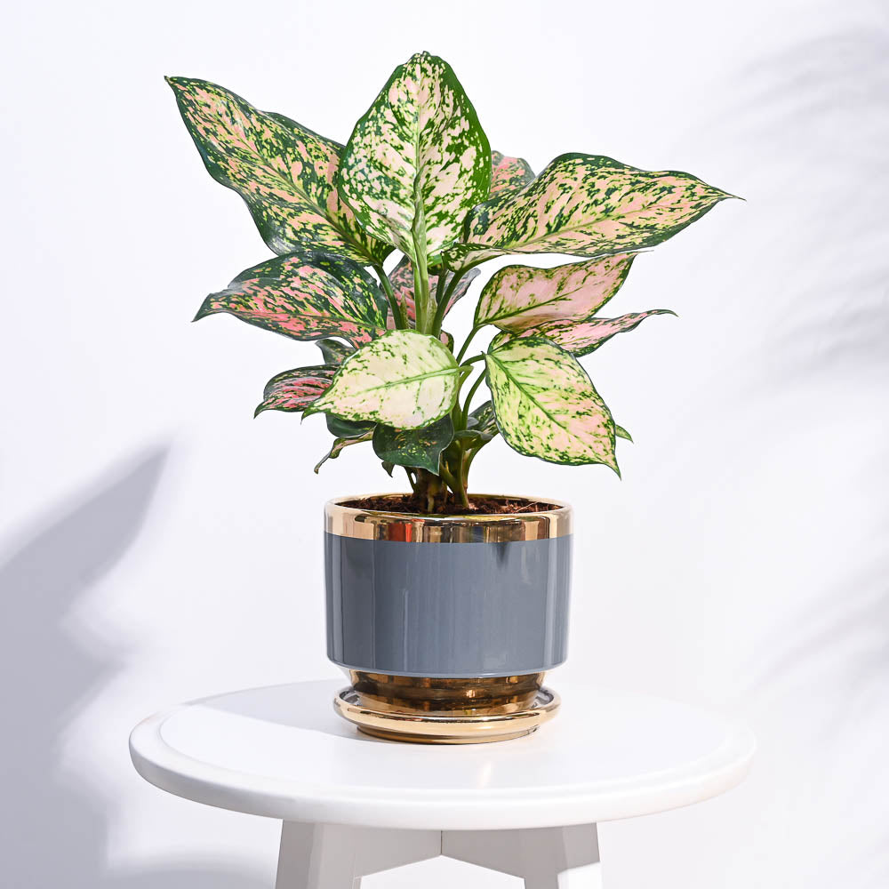 Ugaoo Aurelius Round Ceramic Pot - view 6