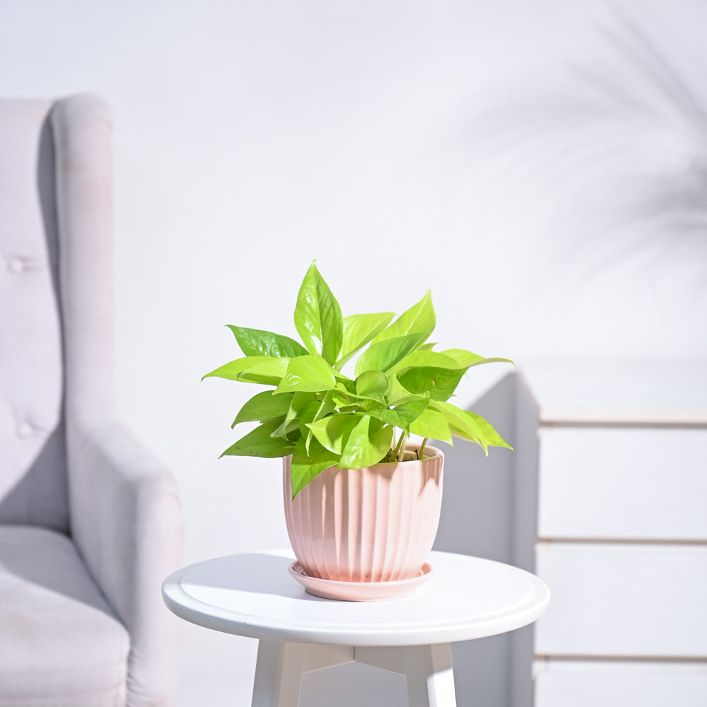 Ugaoo Money Plant Golden - view 126