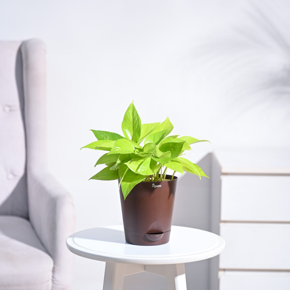 Ugaoo Money Plant Golden - view 110